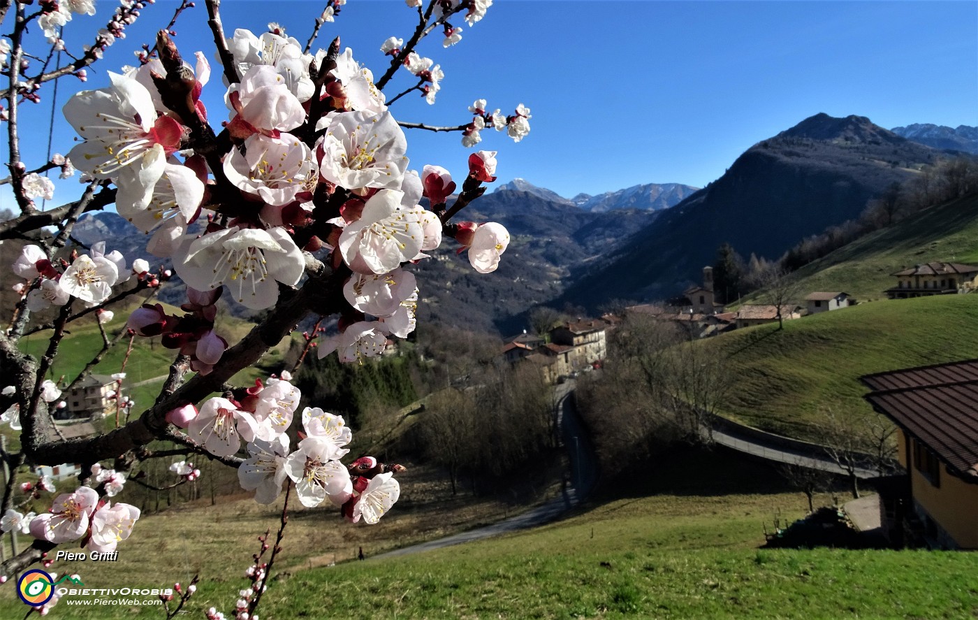 16 Fiori di melo con vista su Alino.JPG -                                